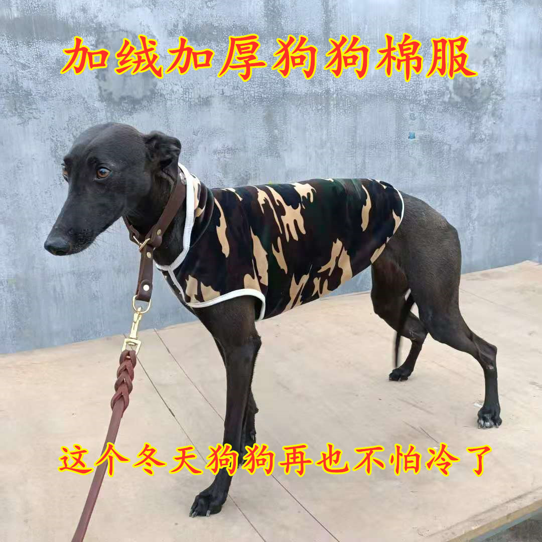 格力犬加绒背心惠比特狗