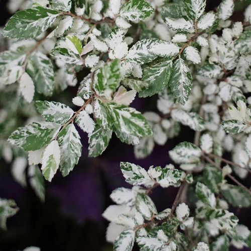 花叶雪花榆“飘雪”宙斯花园 观叶观花耐寒耐热盆栽花园阳台庭院
