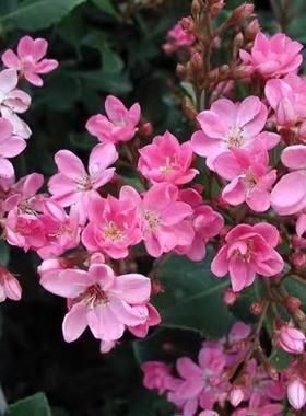 粉花石斑木“春天”Rhaphiolepis indica车轮梅耐寒开花粉色花园