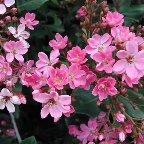 宙斯花园粉花石斑木耐寒美观