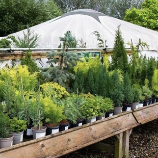 【多品种针叶树②】进口小柏树 四季常绿 杉树松树耐寒热庭院阳台