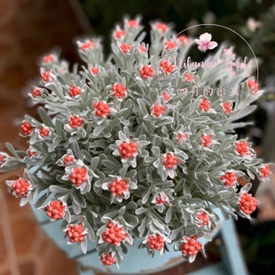 日本银叶蜡菊“红宝石簇' 宙斯花园 多年生宿根阳台盆栽干花素材