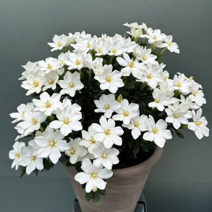 达摩栀子花Gardenia Jasminoides 宙斯花园 爆花皮实盆栽花园庭院