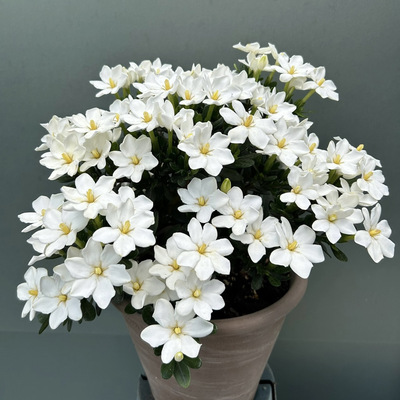 达摩栀子花Gardenia Jasminoides 宙斯花园 爆花皮实盆栽花园庭院