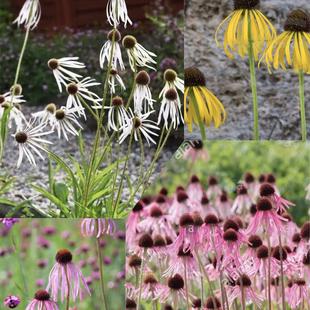 苍白松果菊“夏威夷草裙舞”粉白黄3色灵动飘逸的新品松果菊