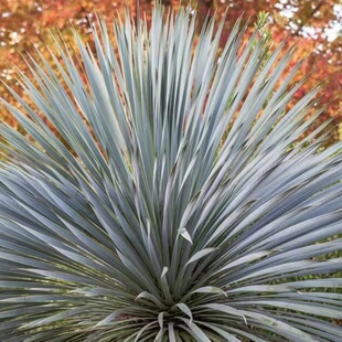 【鸟喙丝兰“稻草人”】宙斯花园多年生灌木庭院花园景观造景植物
