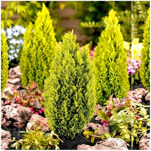 美国扁柏 埃尔伍德黄金 'Ellw. Gold'宙斯花园耐寒耐热针叶树盆栽