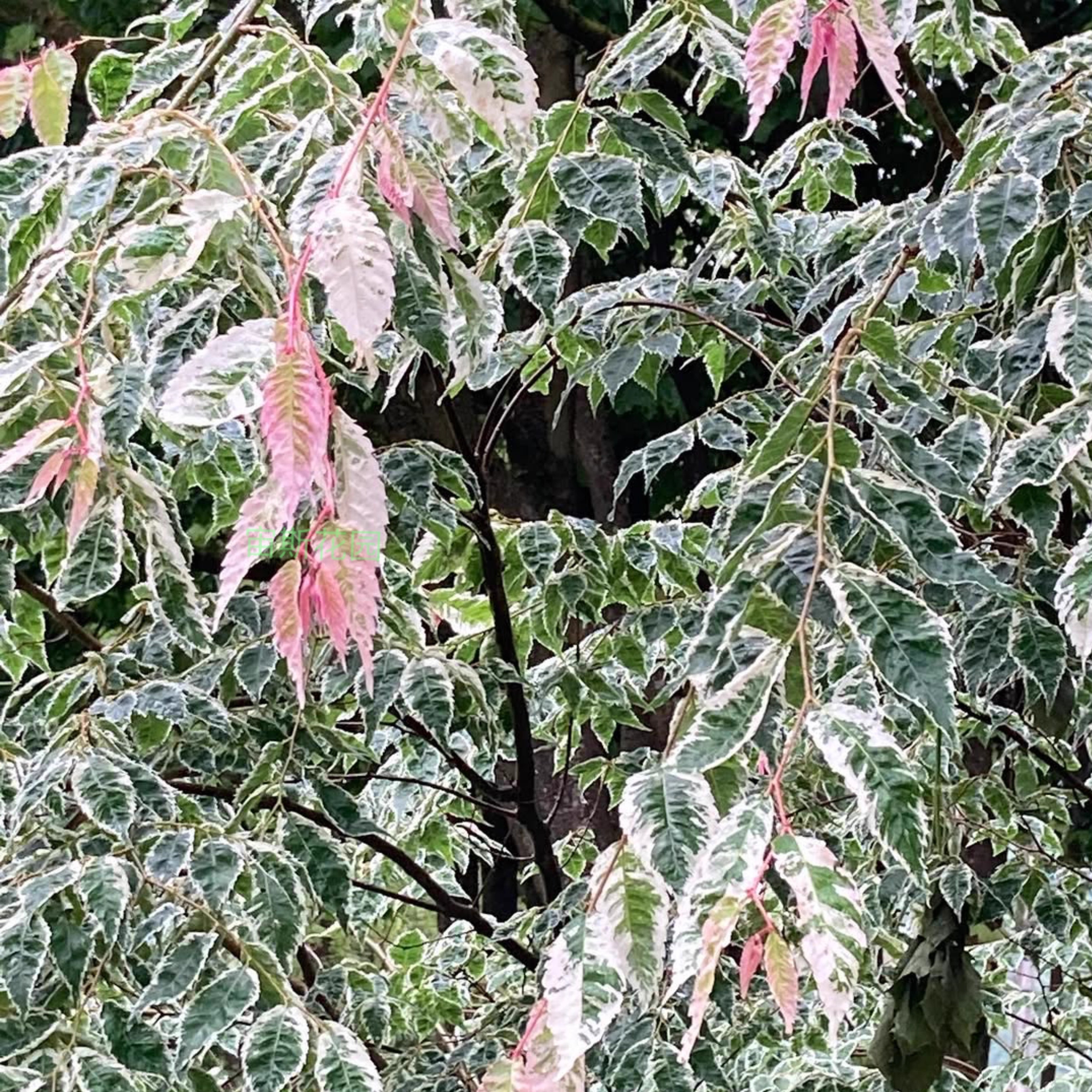 花叶榉树 斑叶 'Variegata'宙斯花园 耐寒耐旱观叶花园庭院树盆栽