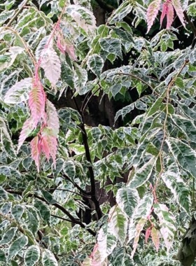 花叶榉树 斑叶 'Variegata'宙斯花园 耐寒耐旱观叶花园庭院树盆栽