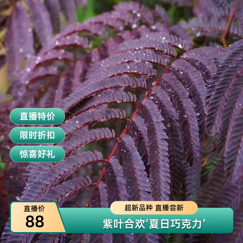 盛夏巧克力合欢 宙斯花园 观叶观花耐热耐寒彩叶盆栽阳台花园庭院