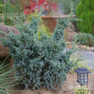 蓝翠柏 宙斯花园 针叶树耐热耐寒四季常青阳台花园庭院盆栽