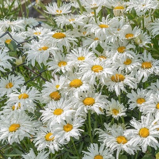 重瓣大滨菊“名媛”宙斯花园耐热耐寒庭院花境搭配宿根多年生绿植