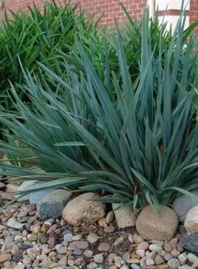 【蓝色山菅兰】Dianella prunina ‘ Utopia2加仑乌托邦 小雷夫