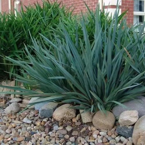 【蓝色山菅兰】Dianella prunina ‘ Utopia2加仑乌托邦 小雷夫