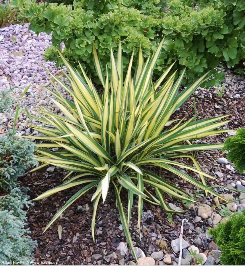 软叶金心丝兰"color guard"宙斯花园多年生庭院阳台耐寒耐热植物
