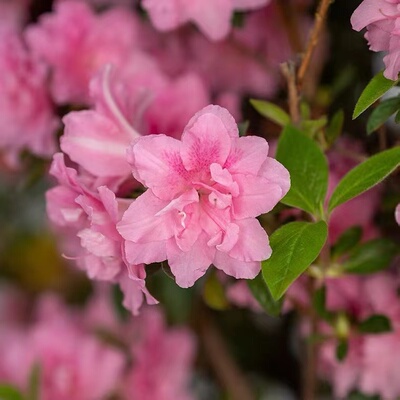 四季杜鹃棒棒糖多季开花花量大美