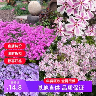 芝樱花福禄考 宙斯花园 春季爆花四季常绿地被耐寒耐旱花园庭院
