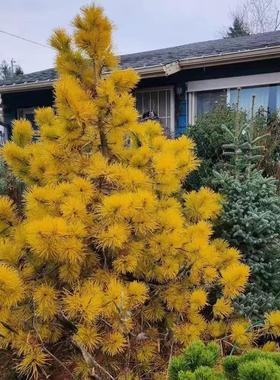 进口针叶扭叶松 约瑟夫酋长Pinus.pinus contorta chief  Joseph