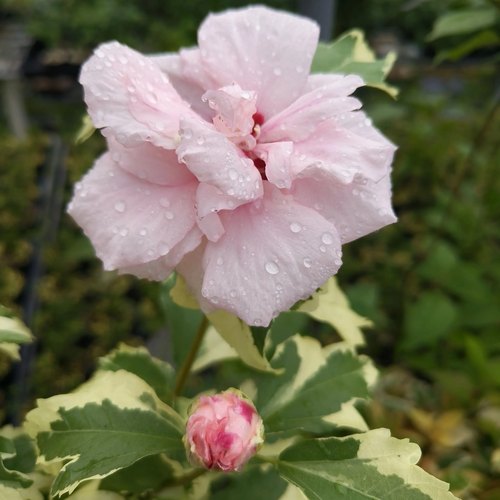 欧洲花叶木槿“蜜饯”宙斯花园 花叶共赏耐寒热灌木盆栽花园庭院