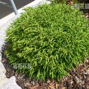 日本柳杉 小冠军 Little Champion宙斯花园针叶树耐热寒花园庭院