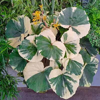 吴风草庭院植物宙斯花园四季常绿