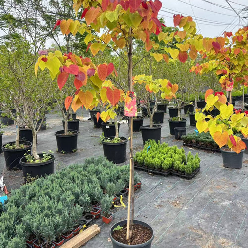 加拿大紫荆“永恒之火“新品多彩叶片耐寒耐热开花庭院阳台