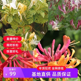 金银花“美国丽人/布兰奇桑德曼”宙斯花园 攀援浓香开花花园植物