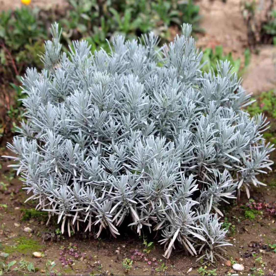 银叶薰衣草“格罗索”宙斯花园 浓香观叶观花宿根耐寒热花园庭院