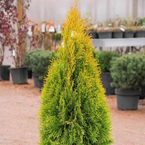 【金色翡翠】北美香柏'Golden Smaragd'宙斯花园 针叶树耐热耐寒