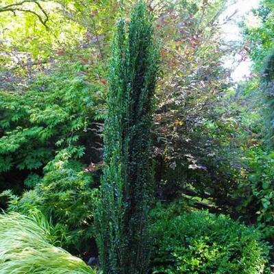 四季常青“朝天笔”直立冬青篱笆庭院花园立体感耐寒植物