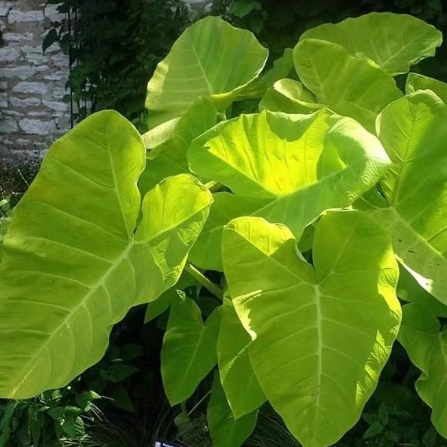 宙斯花园多年生象耳芋黄金叶片