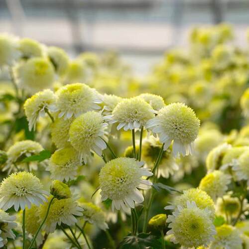 泷井TAKII短舌匹菊“santana”日系柠檬黄重瓣切花型耐热耐寒好养