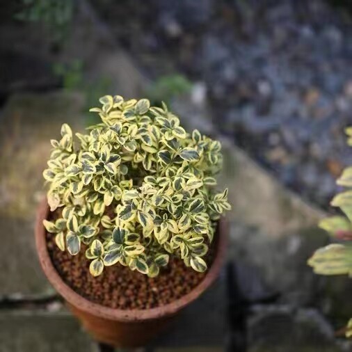 锦熟黄杨宿根绿植多年生常绿春夏