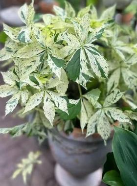 花叶地锦“星雨”花叶爬山虎 耐热耐寒藤本花园植物