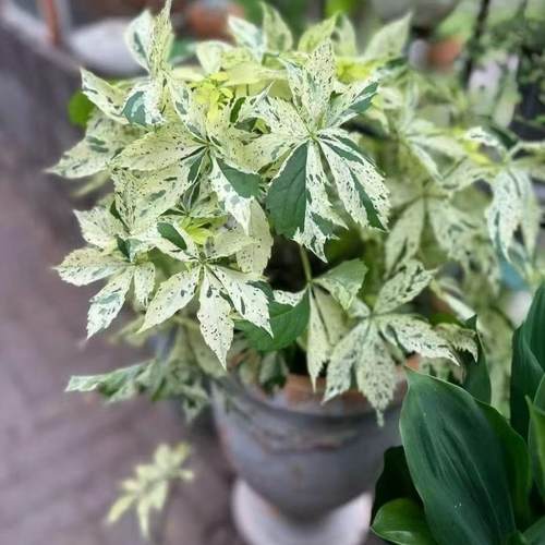 花叶爬山虎星雨观赏美观