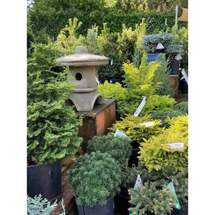 【多品种针叶树】蓝湖柏蓝冰柏皮球橘黄金羽毛天鹅金蓝色天堂哥伦