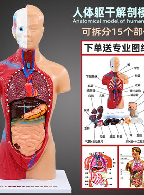 医用教学人体内脏结构模型