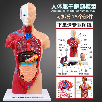 医用教学人体内脏结构模型