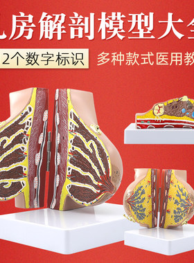 乳房模型催乳师哺乳期教具模型
