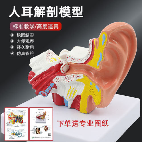 人体耳朵结构解剖教学模型耳鼻喉
