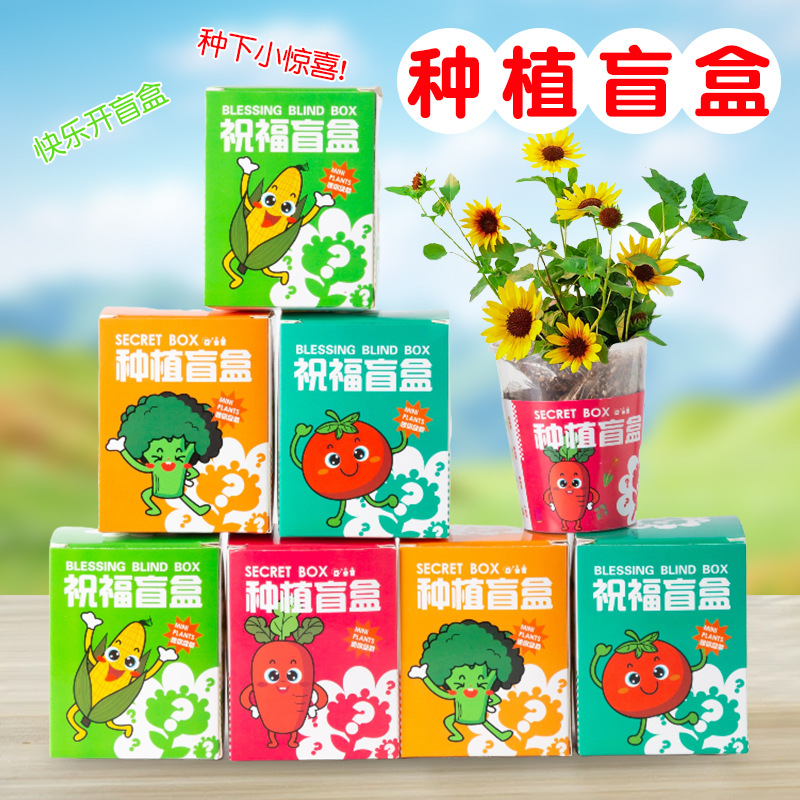 绿植盲盒小盆栽儿童开学班级奖励礼物学生奖品幼儿园观察植物批发