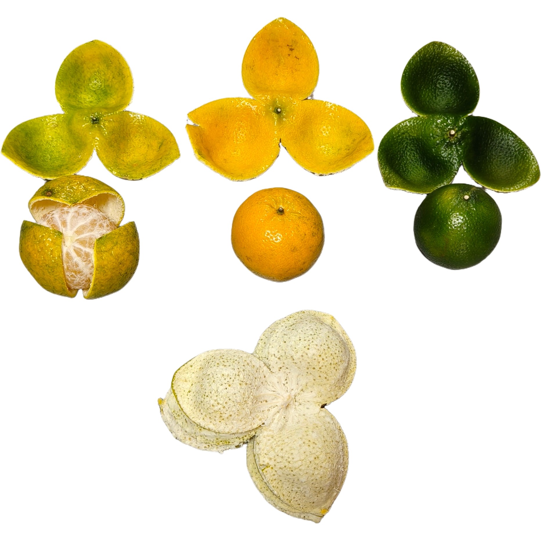 2025年新品上市天马老树茶枝柑新鲜湿皮二红大红青皮自晒顺丰包邮