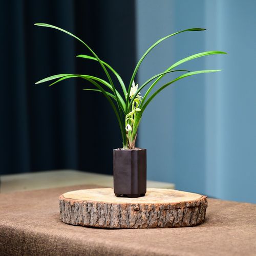 0412青山玉泉盆栽建兰兰花苗花卉绿植物客厅四季桌面室内不带花苞