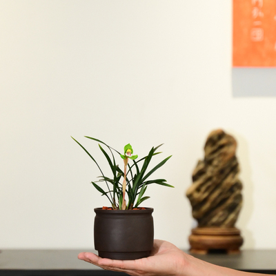 0526春兰环球荷鼎兰花浓香型花卉绿植盆栽室内客厅桌面不带花苞