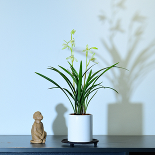 624建兰青山四季兰花浓香花卉绿植盆栽室内客厅桌面紫砂不带花苞