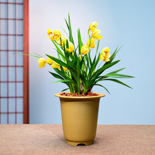 0413金玉满堂兰花花卉绿植盆栽室内客厅办公茶桌阳台浓香不带花苞