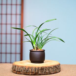 3019大富贵兰花花卉绿植盆栽室内客厅办公桌阳台卧室浓香不带花苞