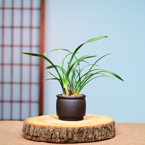 3019大富贵兰花花卉绿植盆栽室内客厅办公桌阳台卧室浓香不带花苞