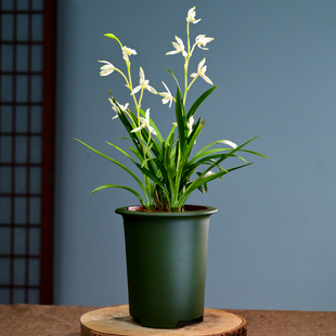 0515建兰瑞雪兰花浓香花卉绿植盆栽室内客厅桌面宜兴紫砂不带花苞