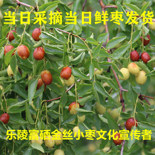 山东乐陵金丝鲜小枣脆甜口感蒸枣非沧州金丝小枣5斤包邮